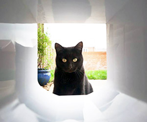 Cat Flap Installer